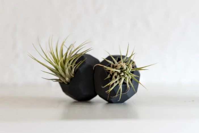 Zwei Tillandsien in schwarzen Übertöpfen